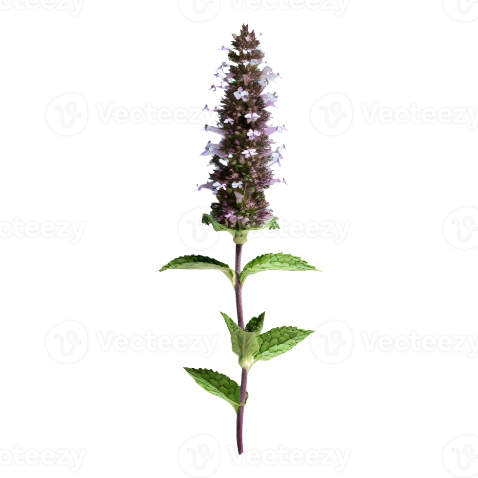 AI generated Catmint flower isolated on transparent background png