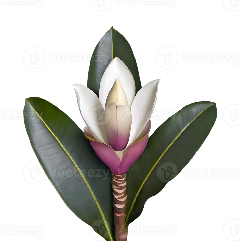 ai generiert Gummi Pflanze Ficus Elastica Blume isoliert auf transparent Hintergrund png