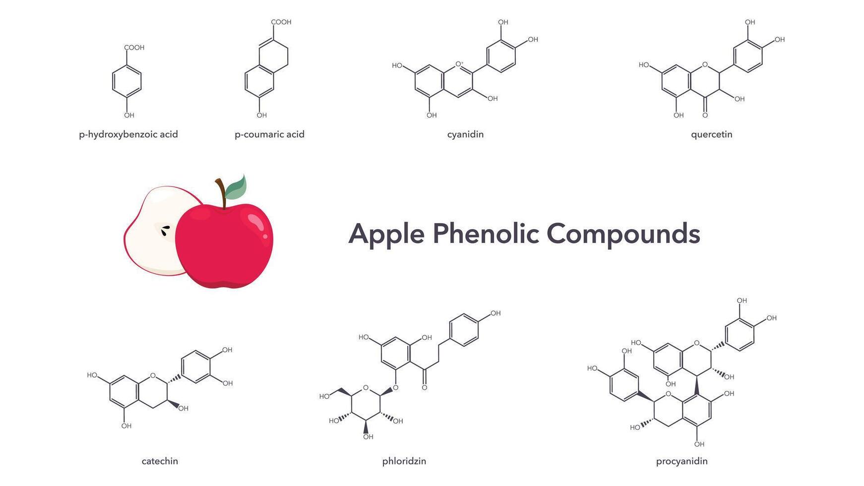 Phenolic compounds found in apples vector illustration science graphic