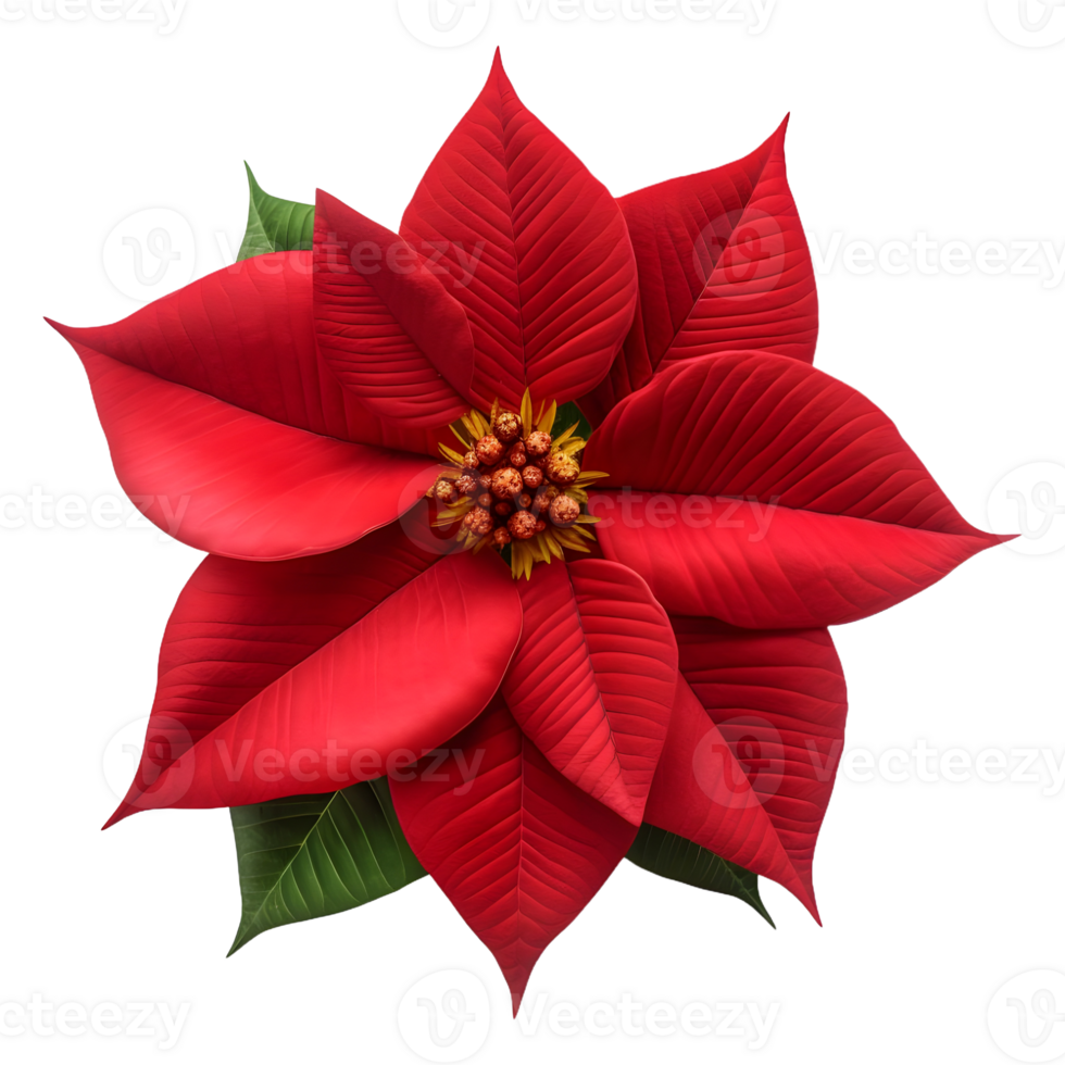 AI generated Christmas Poinsettia Flower on Transparent background - Ai Generated png