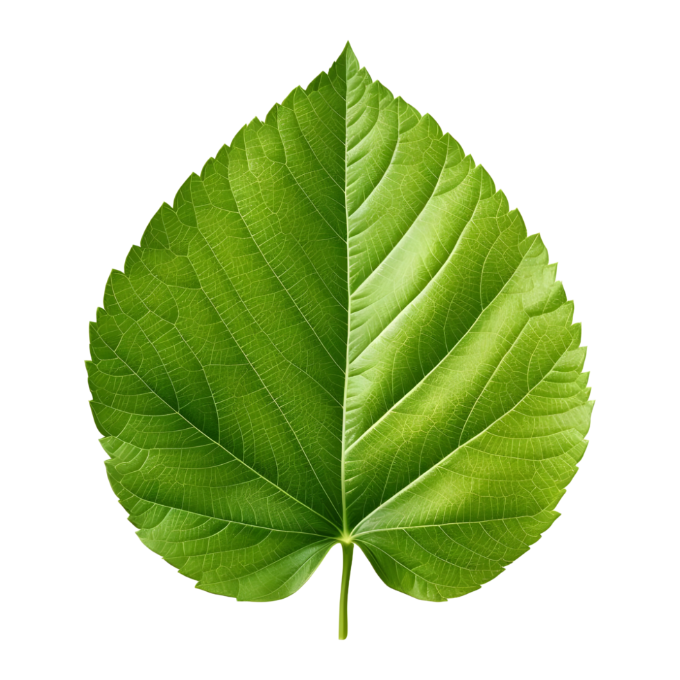 AI generated Green Leaf on Transparent background - Ai Generated png