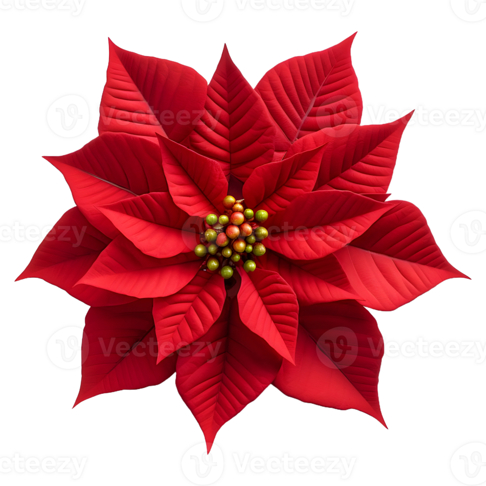 ai généré Noël poinsettia fleur sur transparent Contexte - ai généré png