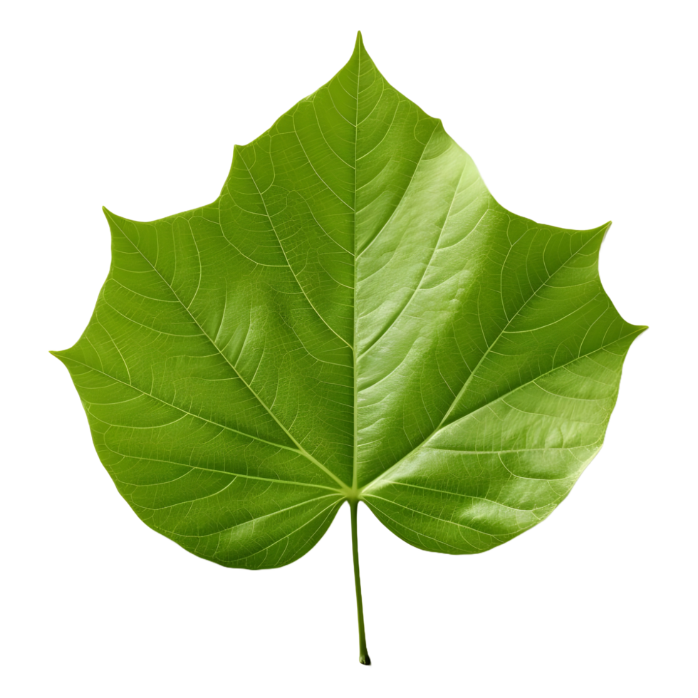 AI generated Green Leaf on Transparent background - Ai Generated png