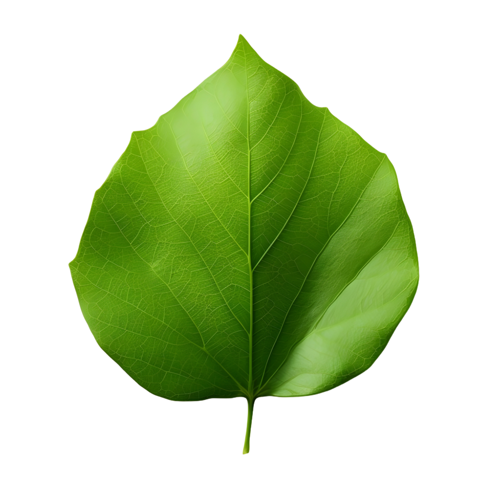 AI generated Green Leaf on Transparent background - Ai Generated png