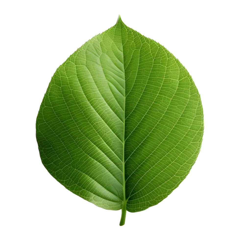 AI generated Green Leaf on Transparent background - Ai Generated png