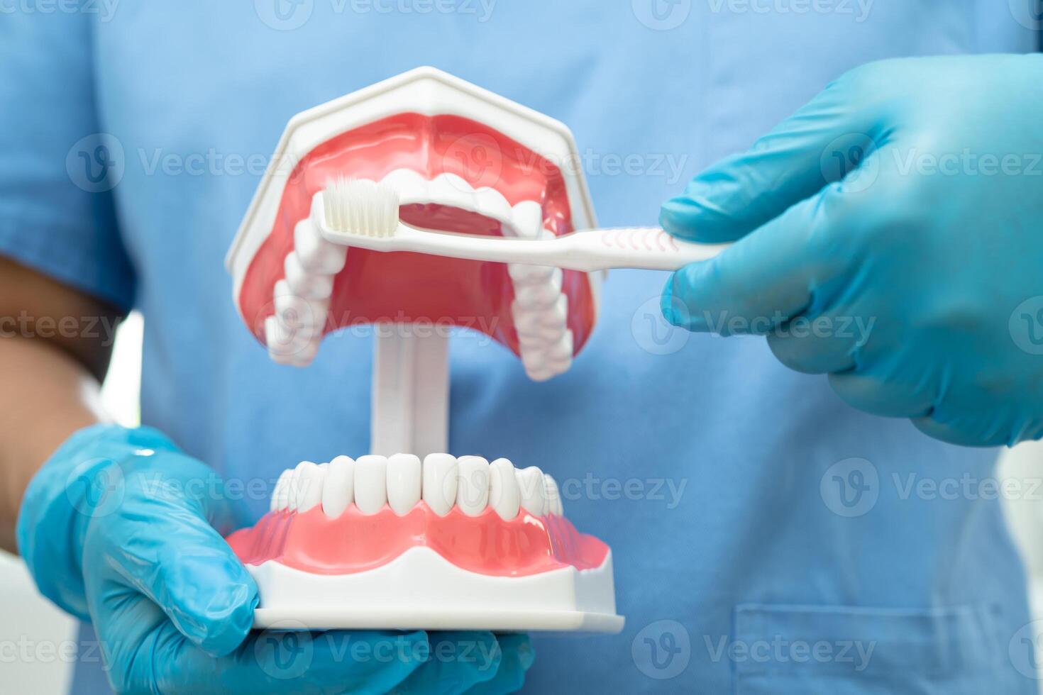 Asian dentist cleaning teeth of dental model with tooth brush for patient and studying about dentistry. photo