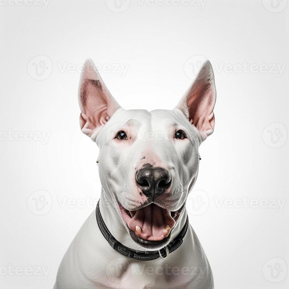 AI generated bull terriers isolated on white background. ai generative photo