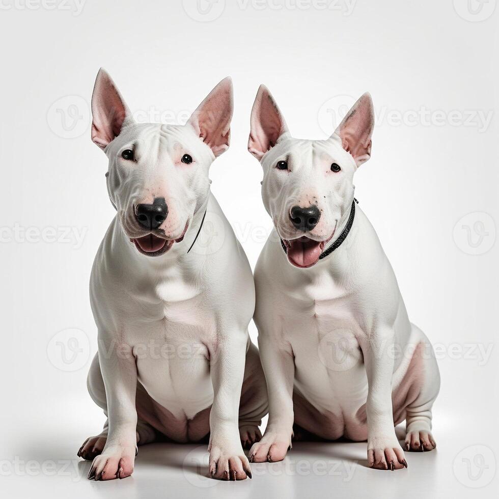 AI generated bull terriers isolated on white background. ai generative photo