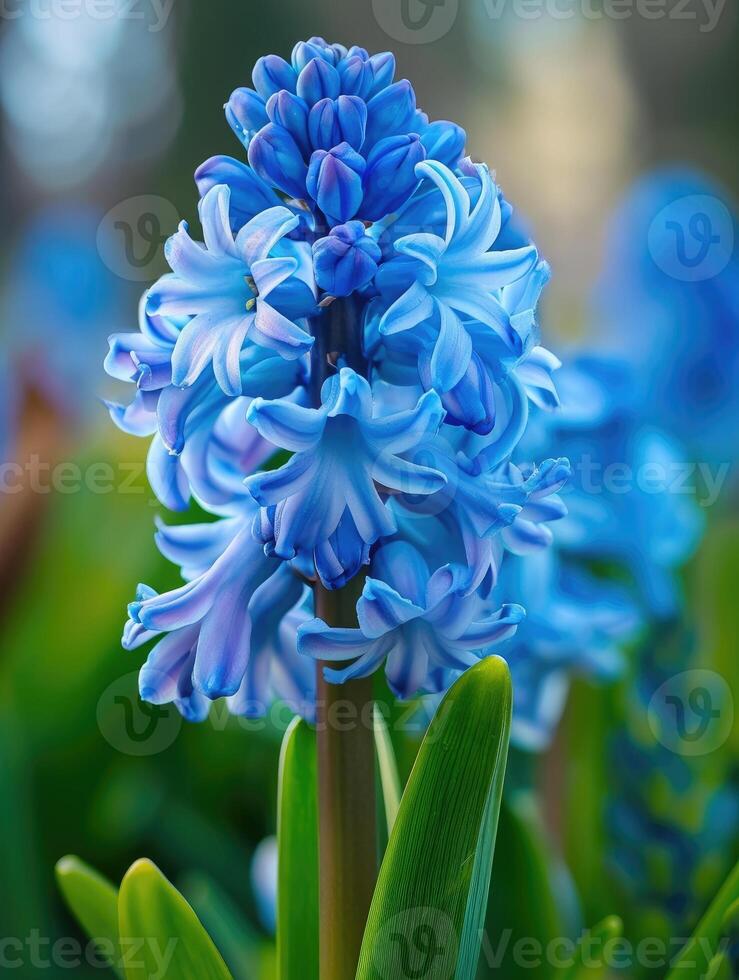 Close up on blue hyacinth flower in spring photo