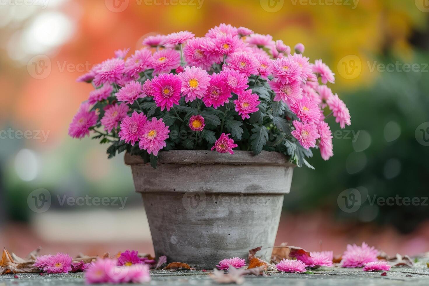 AI generated Beautiful bush of pink chrysanthemums in flower pot. Autumn flowers. photo