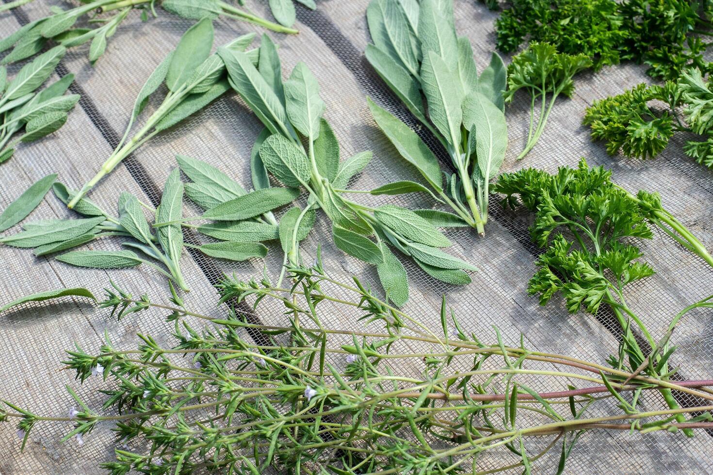 Drying fresh herbs and greenery for spice food on wooden desk background. Parsley leaves, sage and marjoram. photo