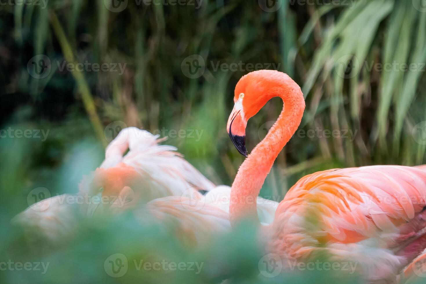 Group of Chilean Flamingos photo