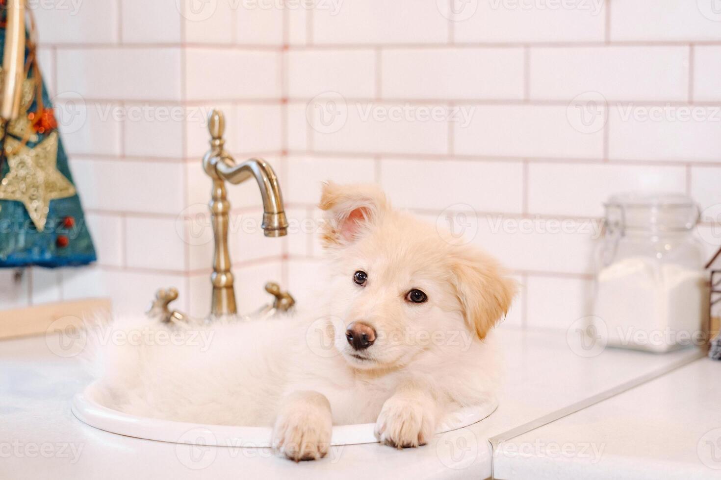 Beige puppy lies in the sink in the kitchen at home photo