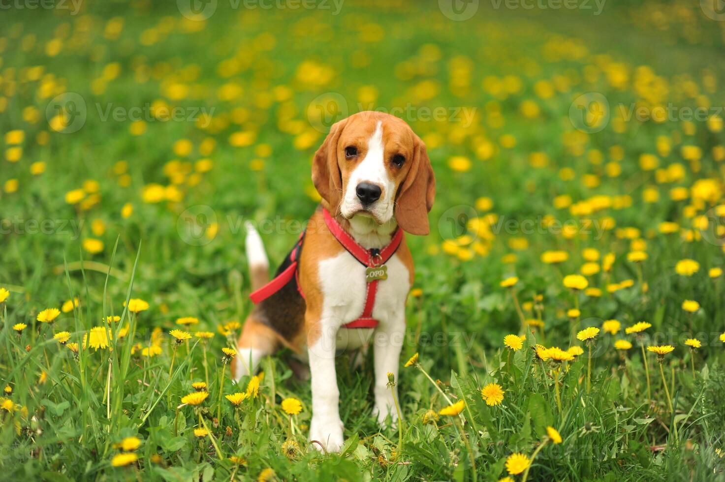 Dog portrait back lit background. Beagle with tongue out in grass during sunset in fields countryside. photo