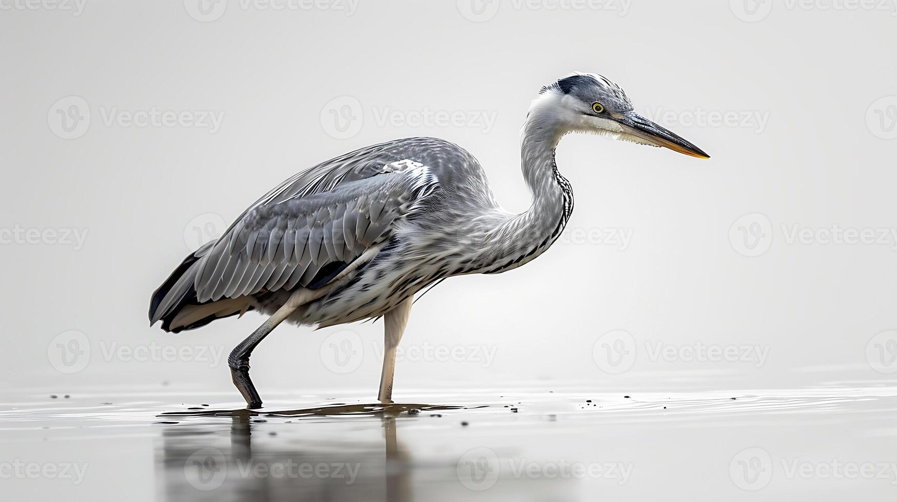AI generated View of a Beautiful Heron Bird photo