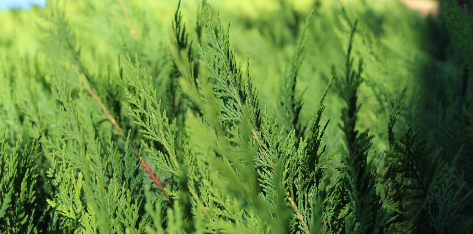 Closeup fresh green christmas leaves, branches of thuja trees on green background. Thuya twig occidentalis, evergreen coniferous tree. Chinese thuja. Conifer cedar thuja leaf green texture photo