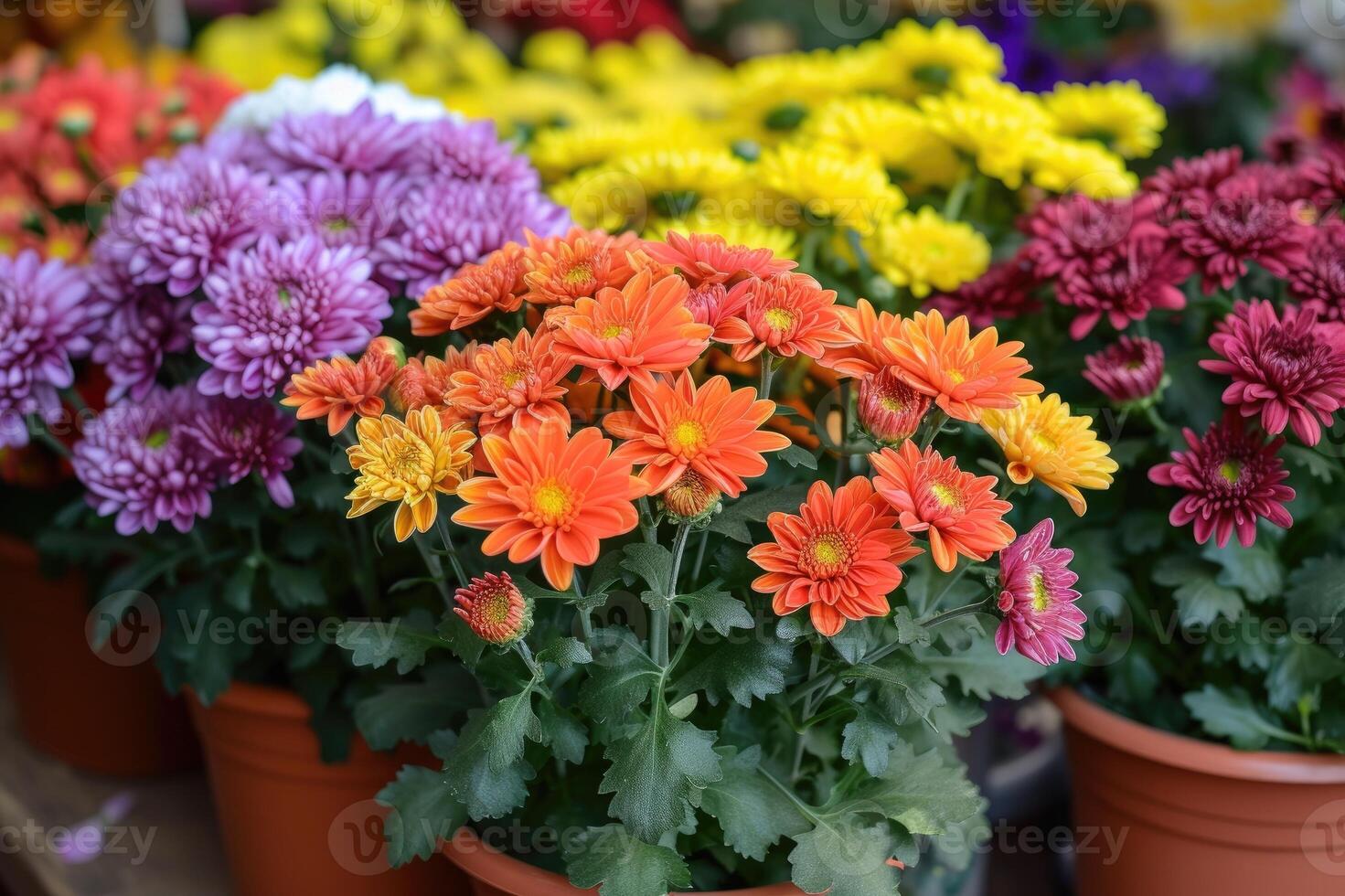 AI generated Chrysanthemums in pots. Bouquets for graves. photo