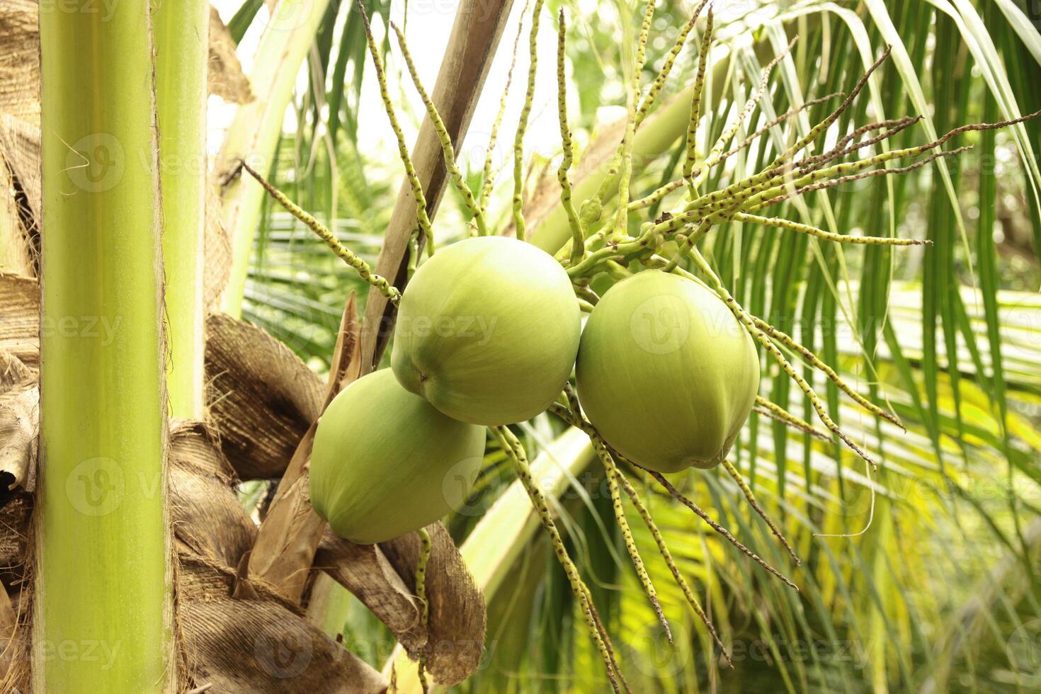 Young coconut fruits on tree photo