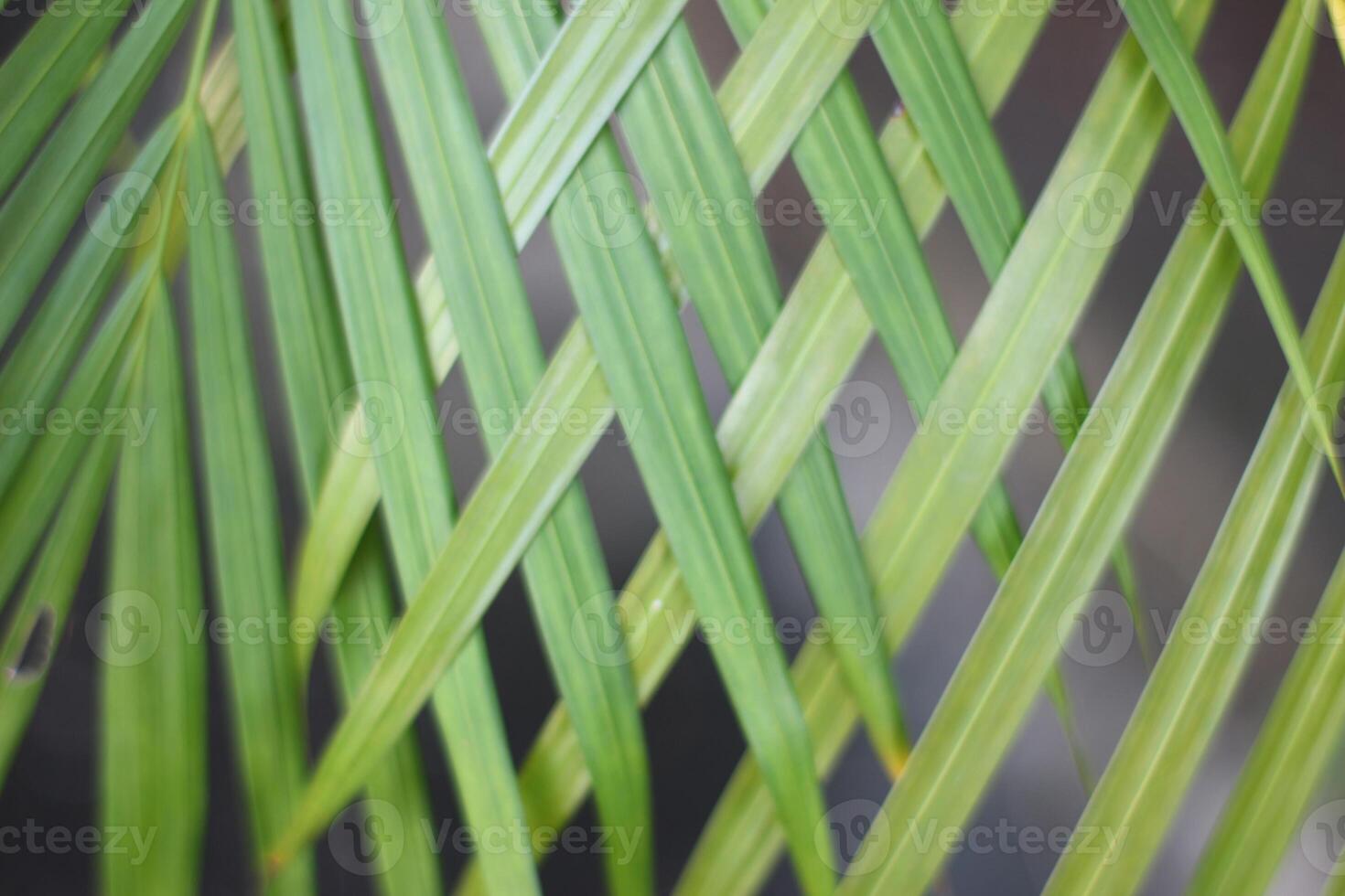 green tropical palm leaf with shadow on white wall photo