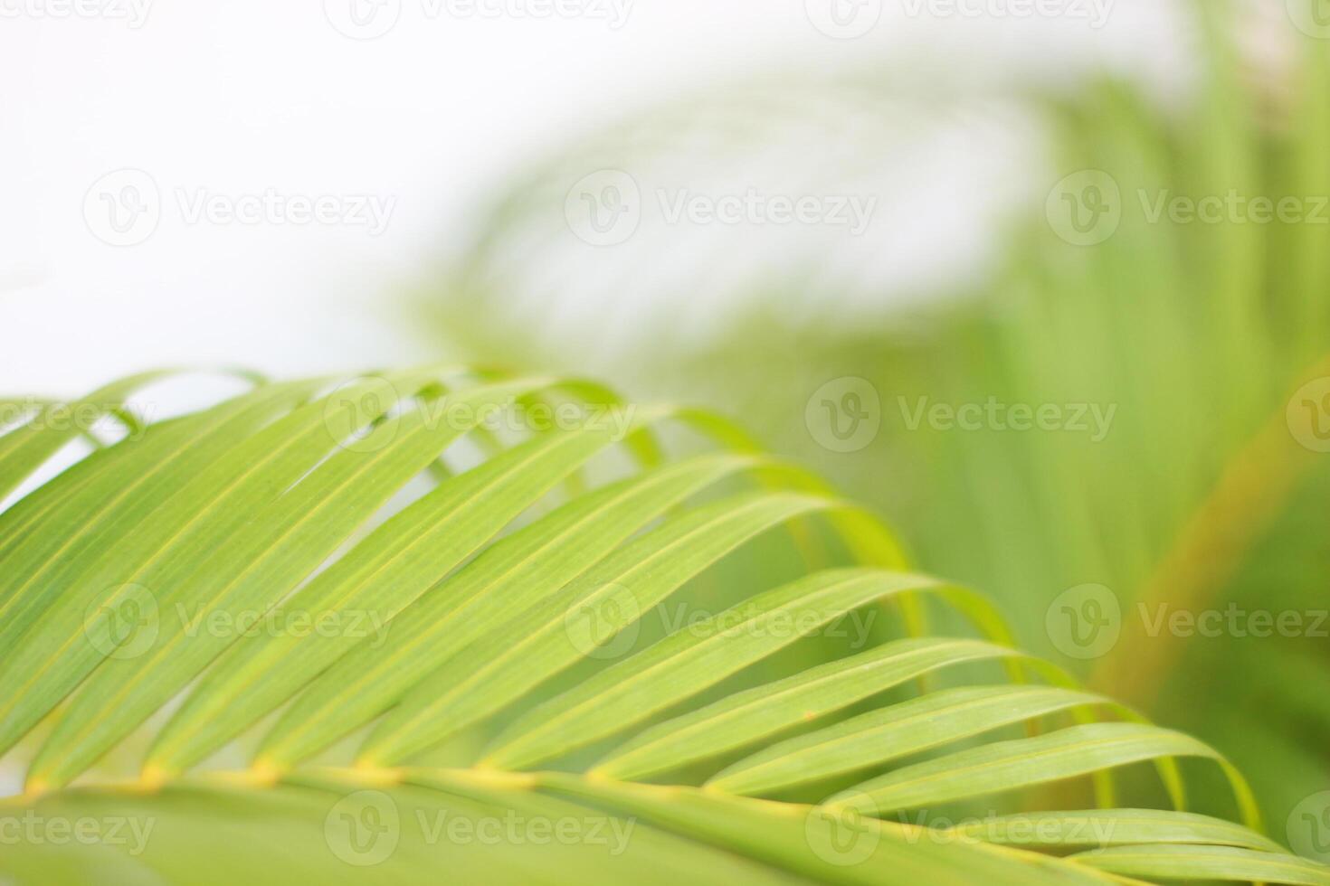 green tropical palm leaf with shadow on white wall photo