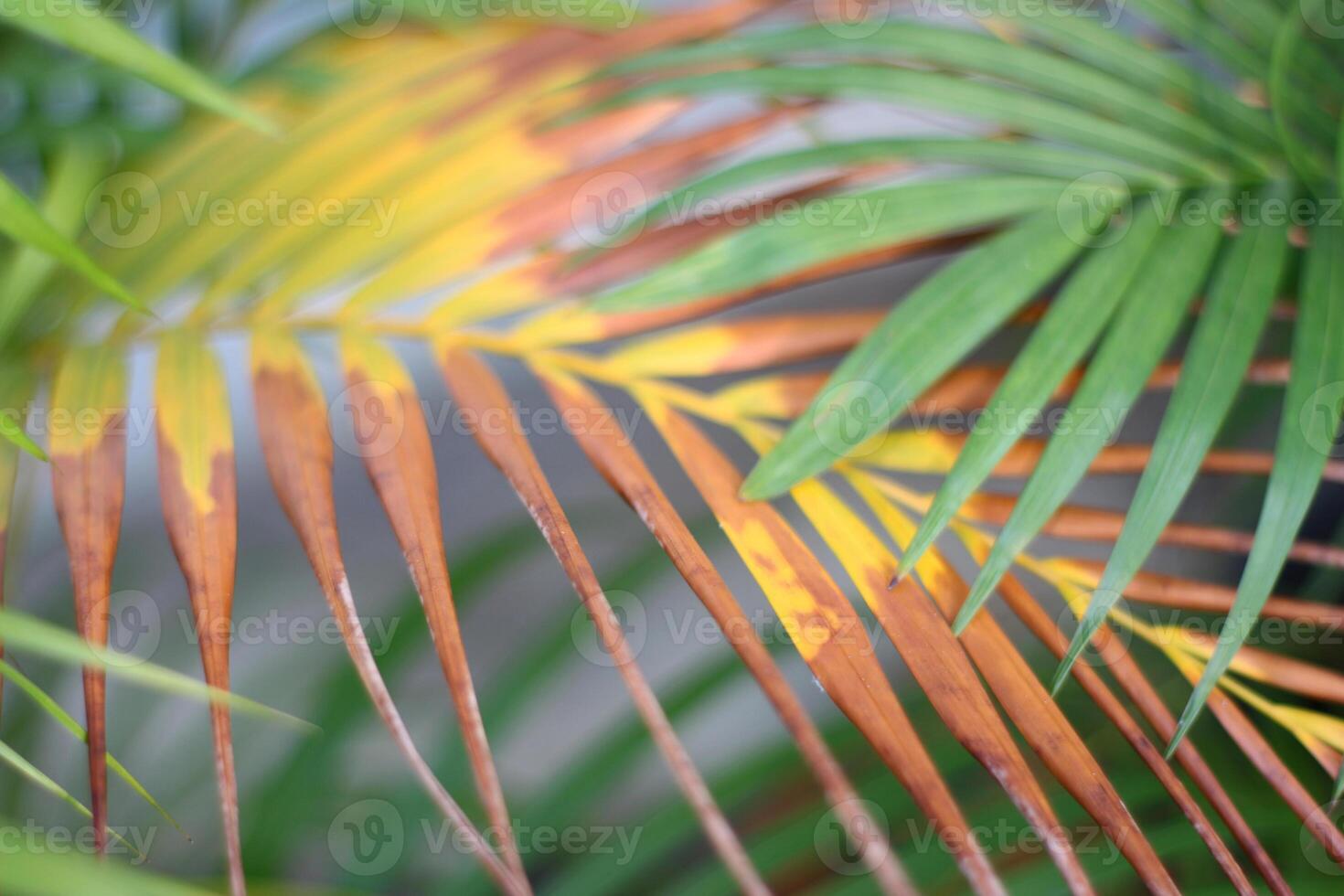 green tropical palm leaf with shadow on white wall photo