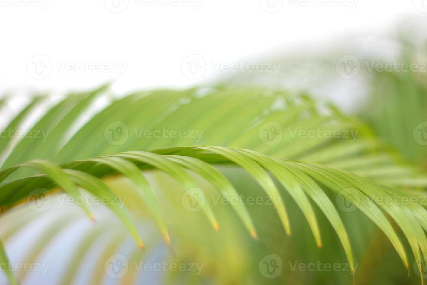 green tropical palm leaf with shadow on white wall photo