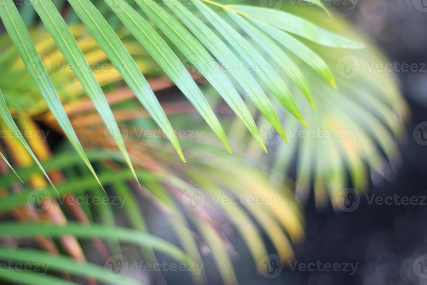 green tropical palm leaf with shadow on white wall photo