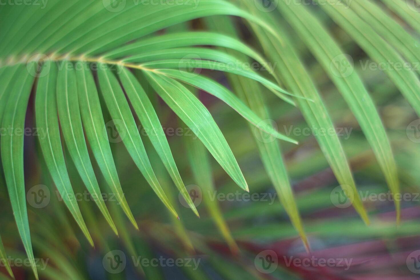 green tropical palm leaf with shadow on white wall photo