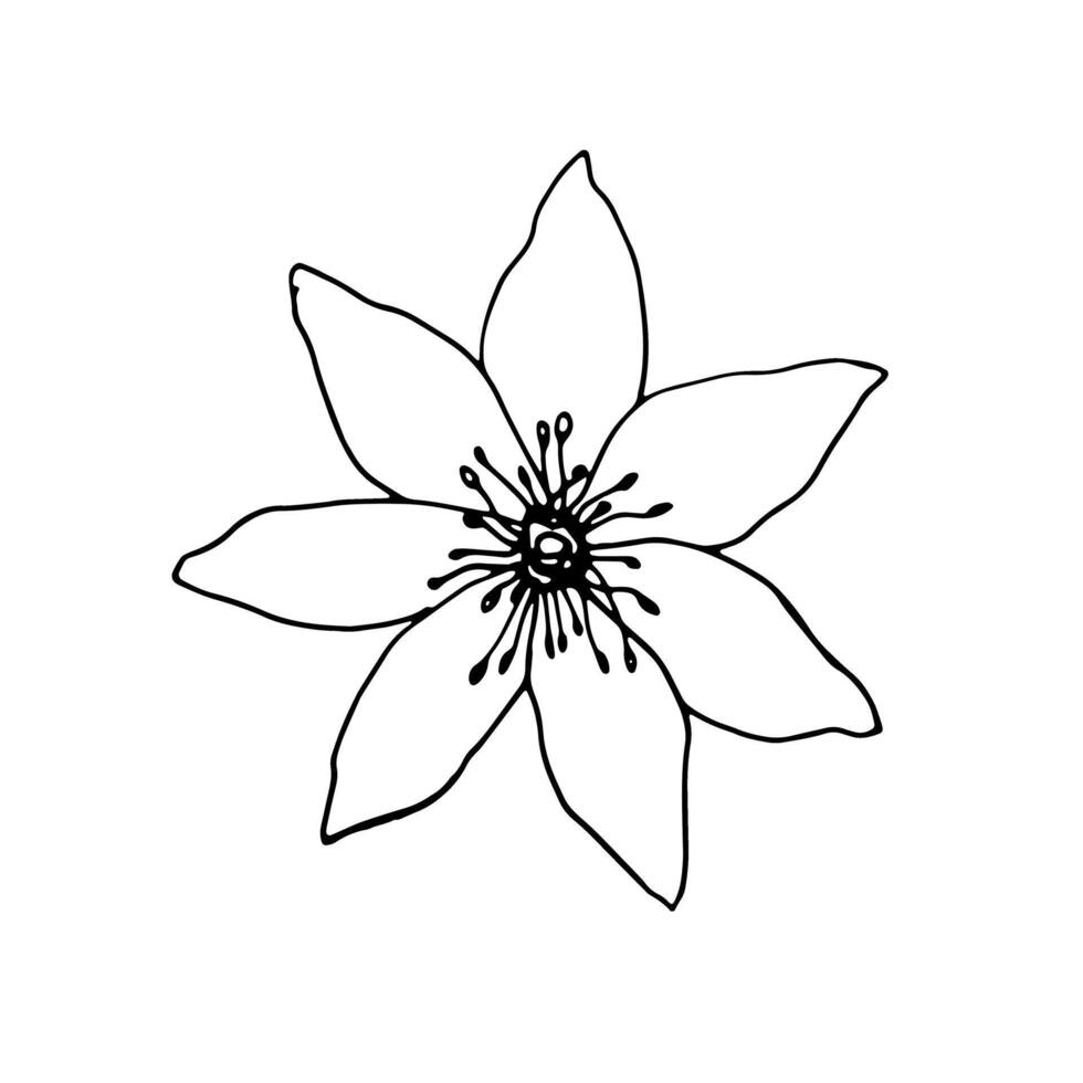 vector contour flower. Elegant hand drawn botanical element for decoration. ink monochrome botanical illustration for wedding cards and polygraph, logo, tattoo