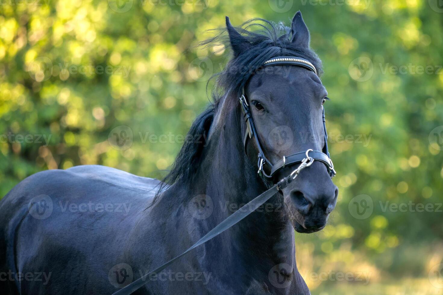 Black Friesian horse runs gallop in grass. Friesian horse running on halter. photo