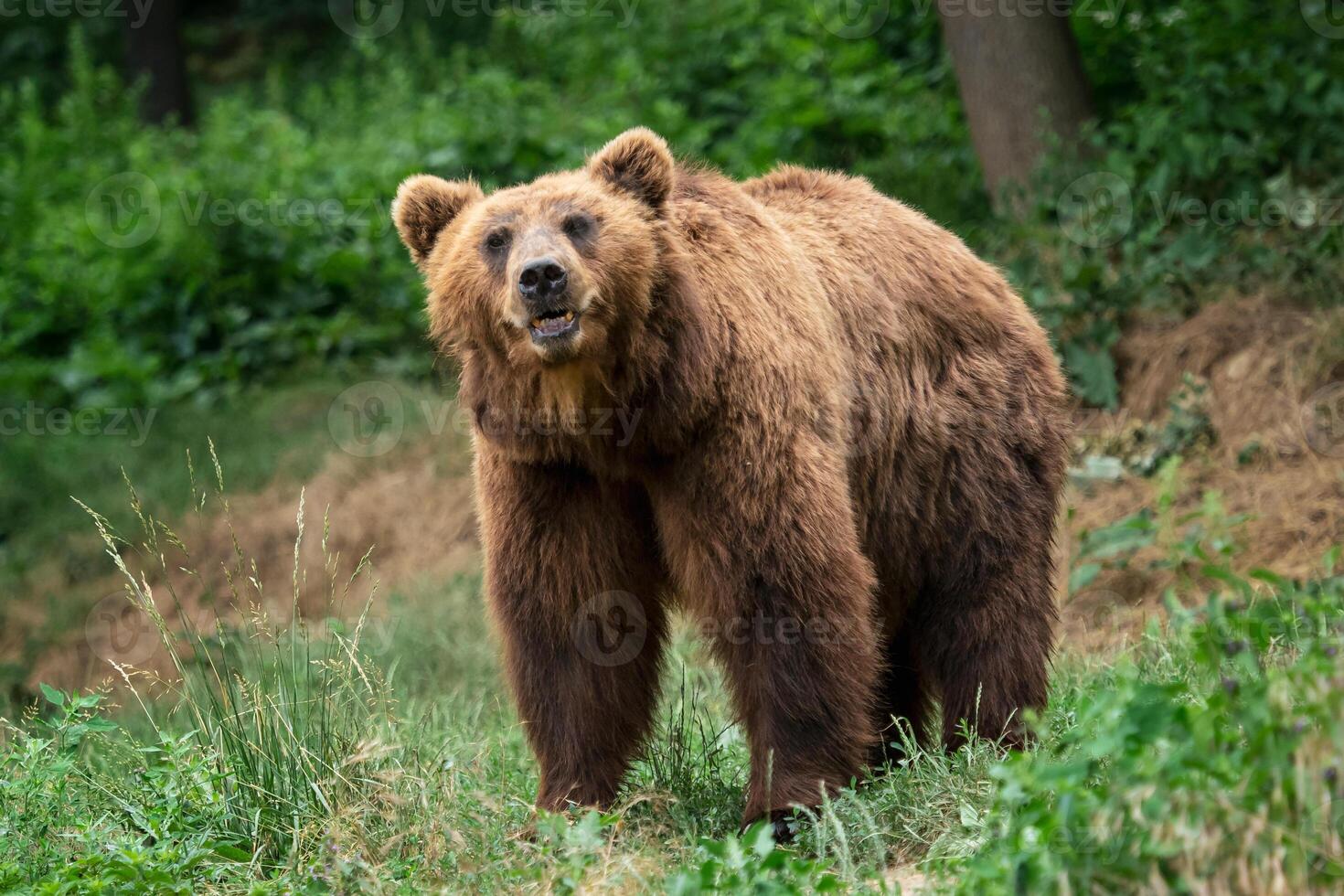 Kamchatka Brown bear. Brown fur coat, danger and aggresive animal. Big mammal from Russia. photo