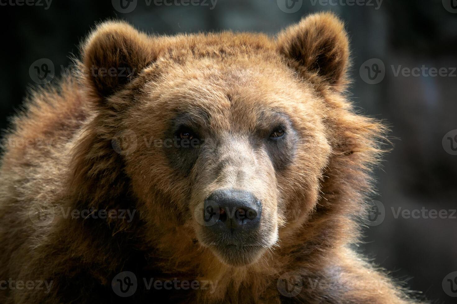 Portrait of brown bear. Kamchatka brown bear. photo