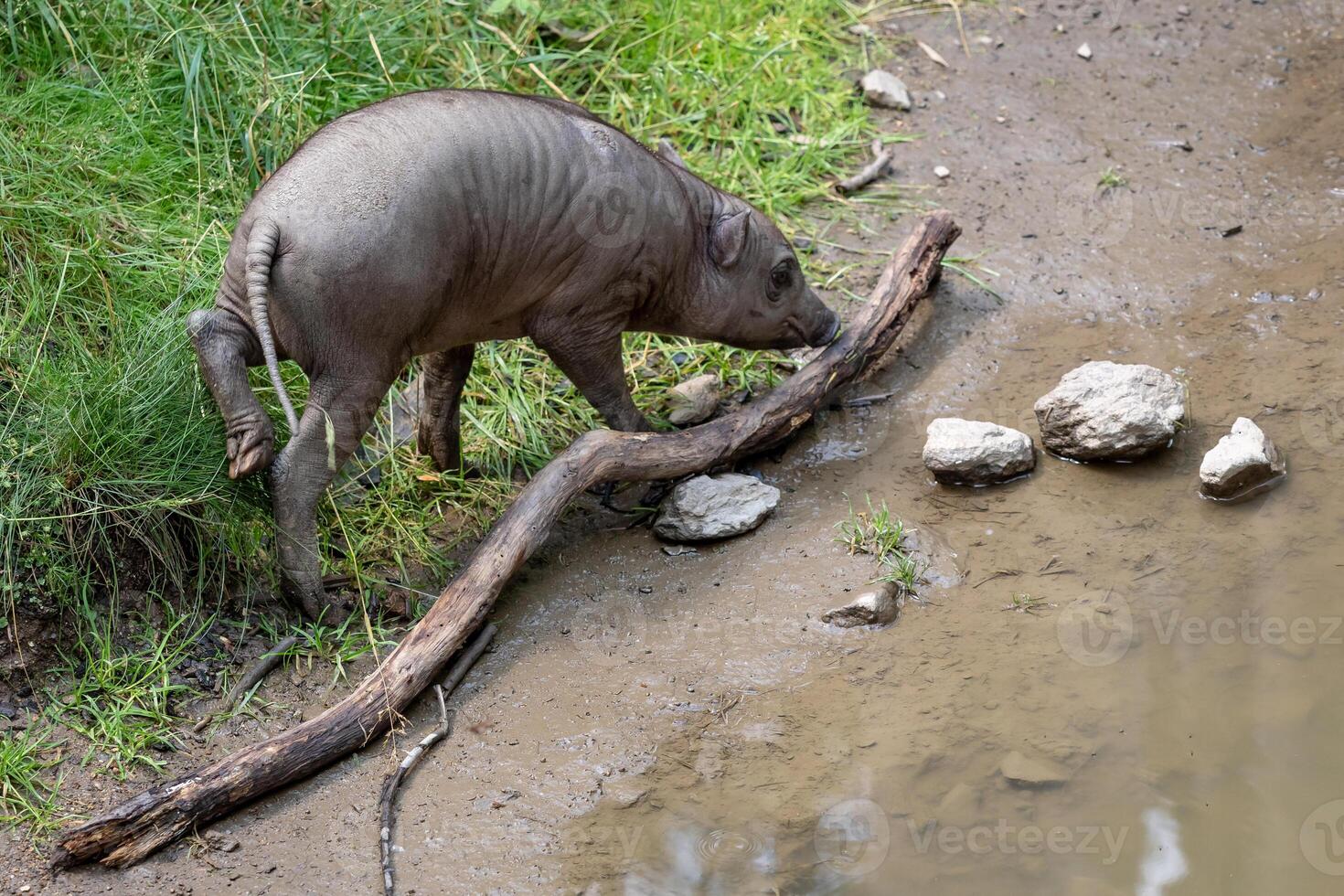 babirusa celebes en peligro de extinción animal especies. joven cerdito buru bairusa. foto