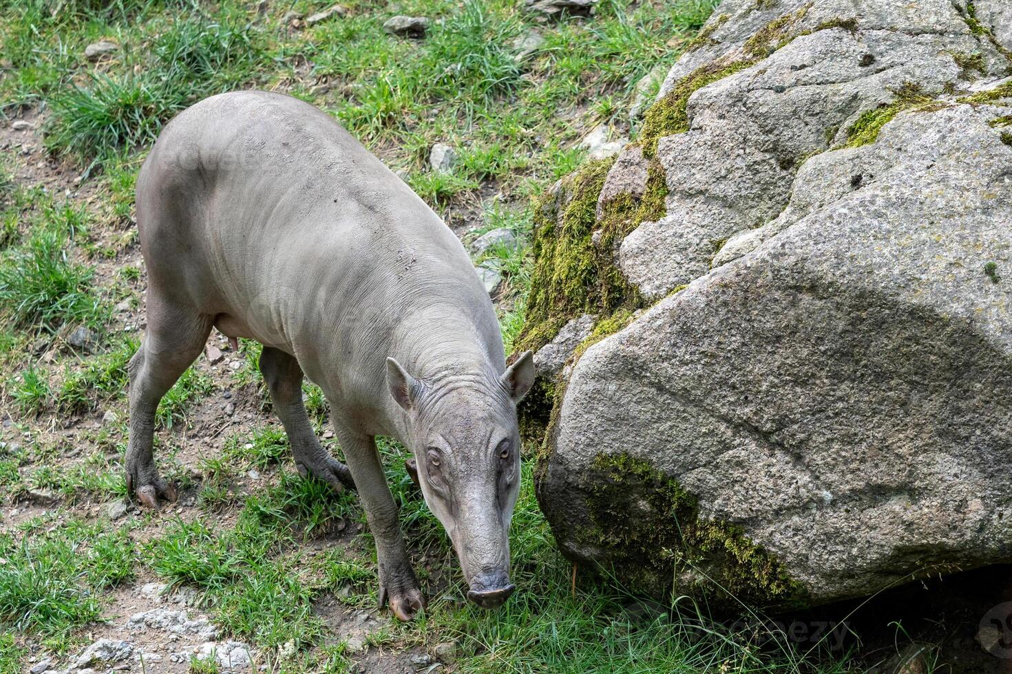 babirusa celebes en peligro de extinción animal especies. hembra buru bairusa foto