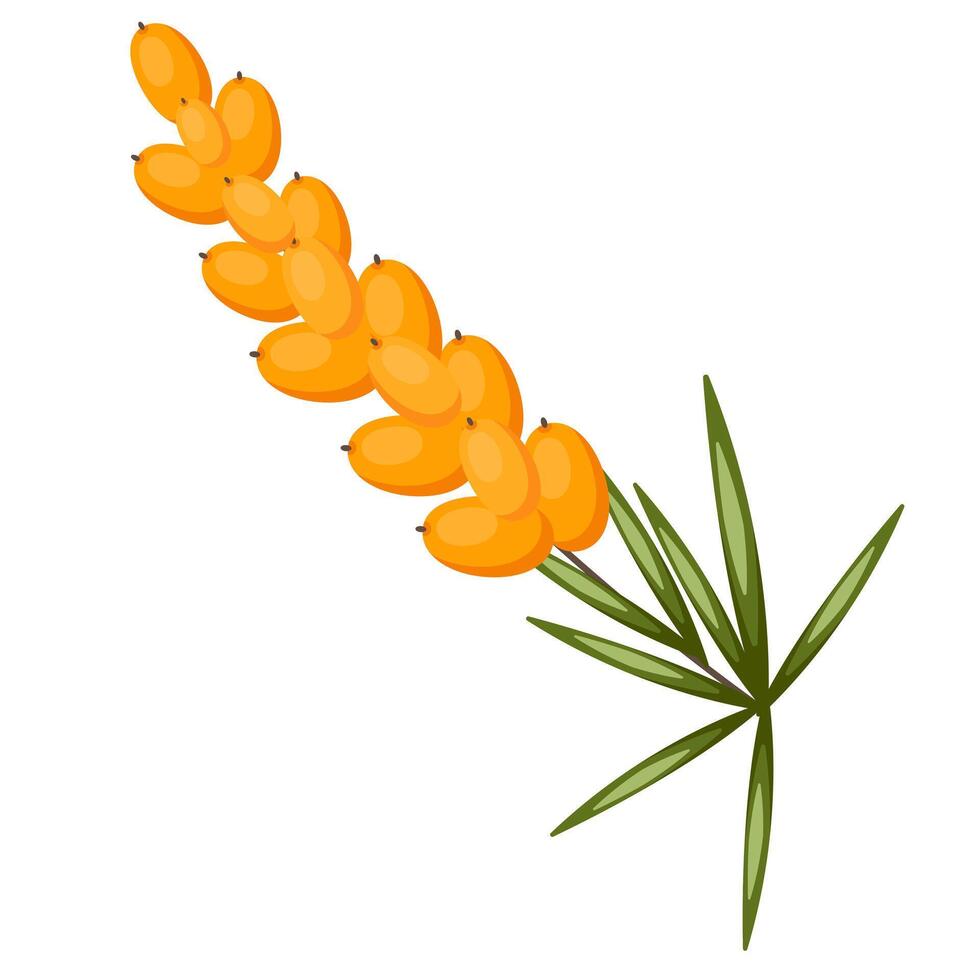 Sprig with yellow berries isolated on white background vector