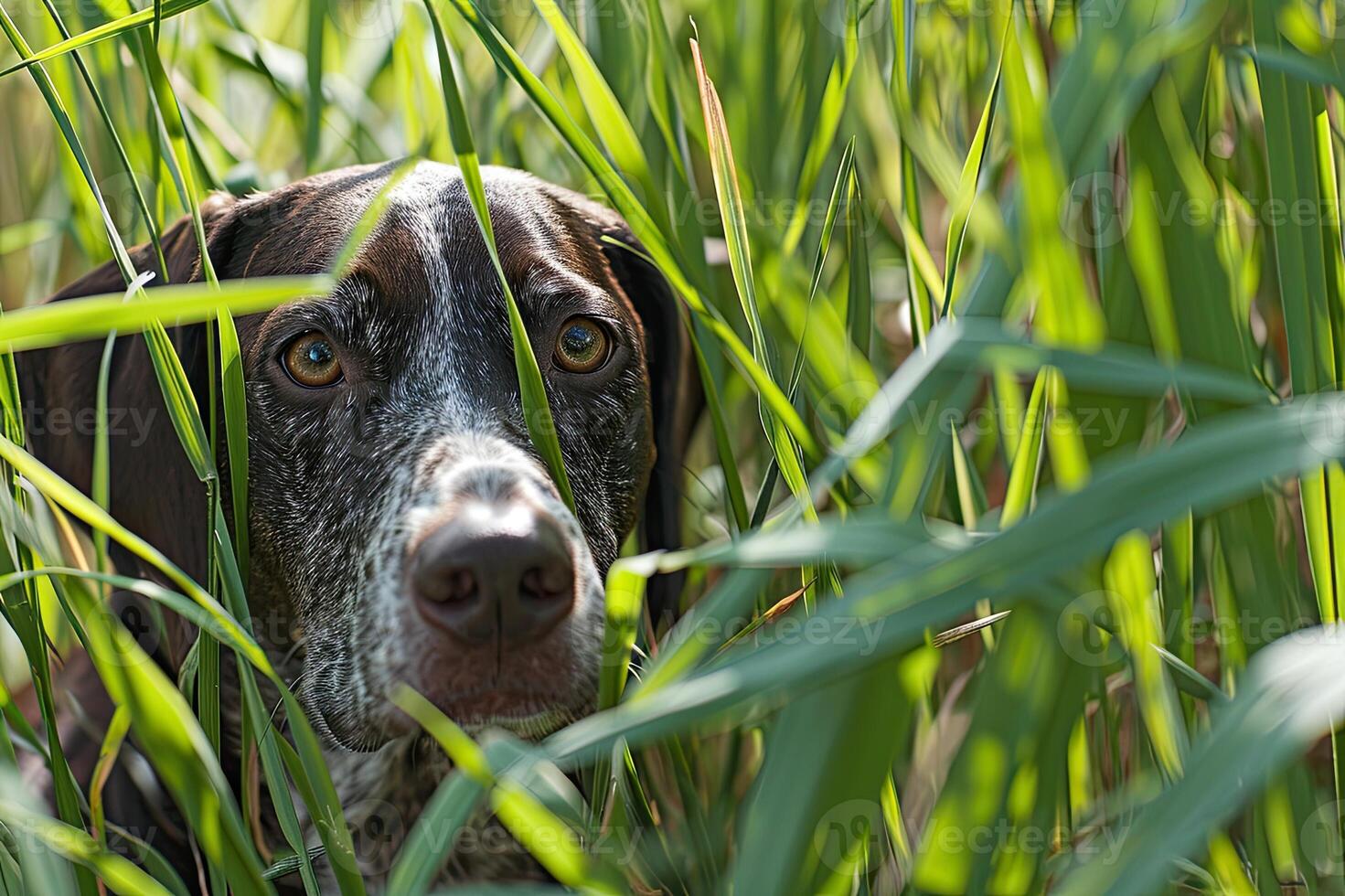 AI generated Hunting dog in tall grass. German Shorthaired Pointer. photo