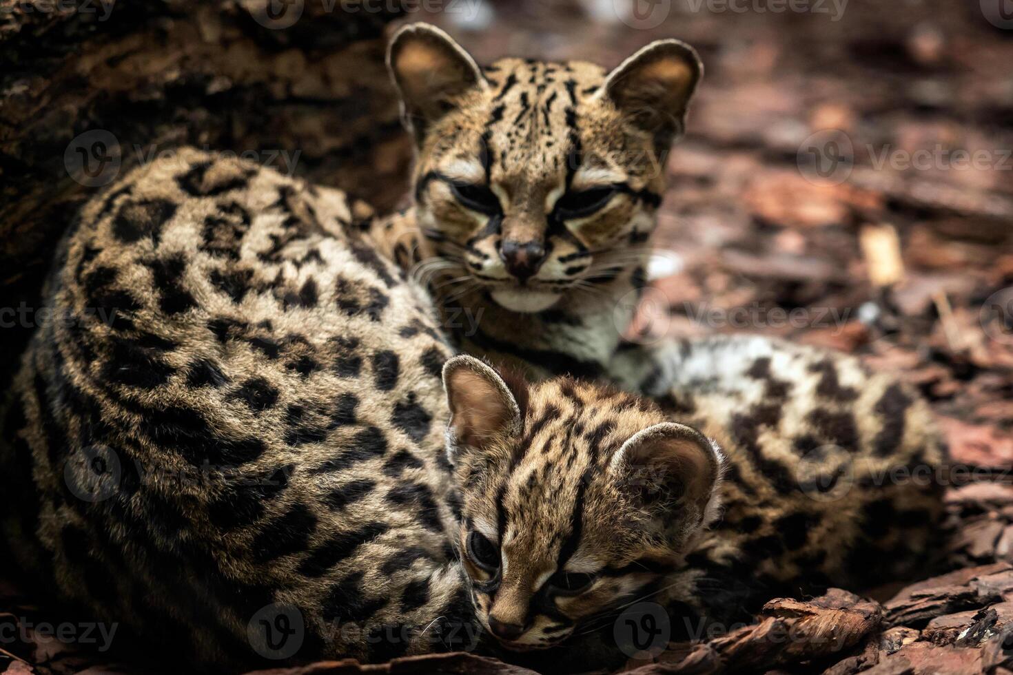 margay, leopardus wiedii, hembra con bebé. margay gatos par de abrazando cada otro. foto