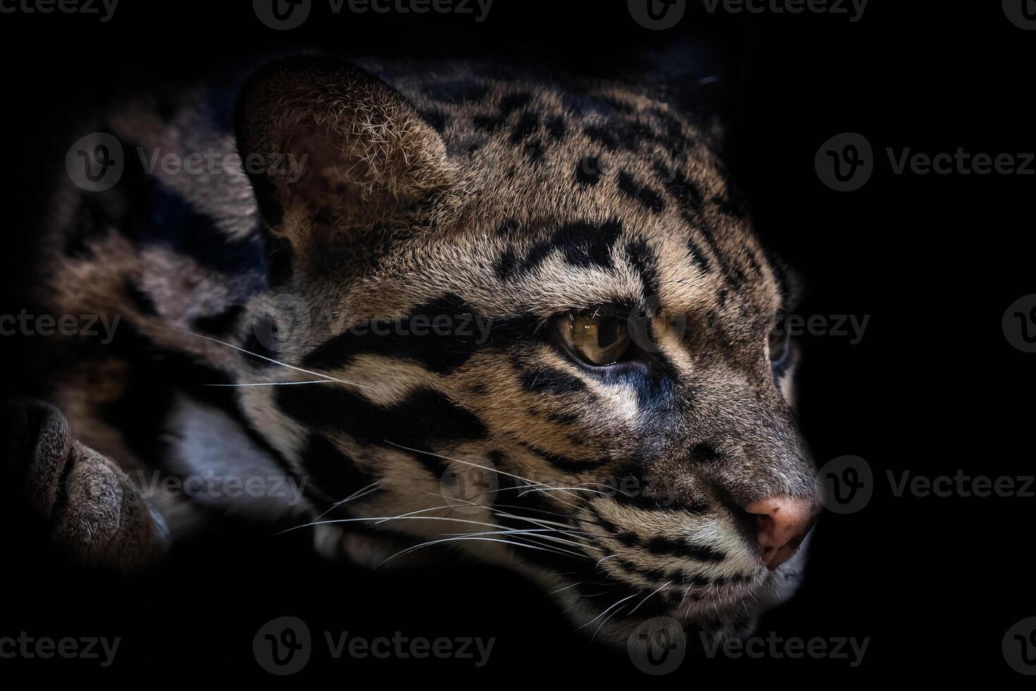 Portrait of beautiful Clouded Leopard isolated on black background.  Leopard cat on a darkness photo