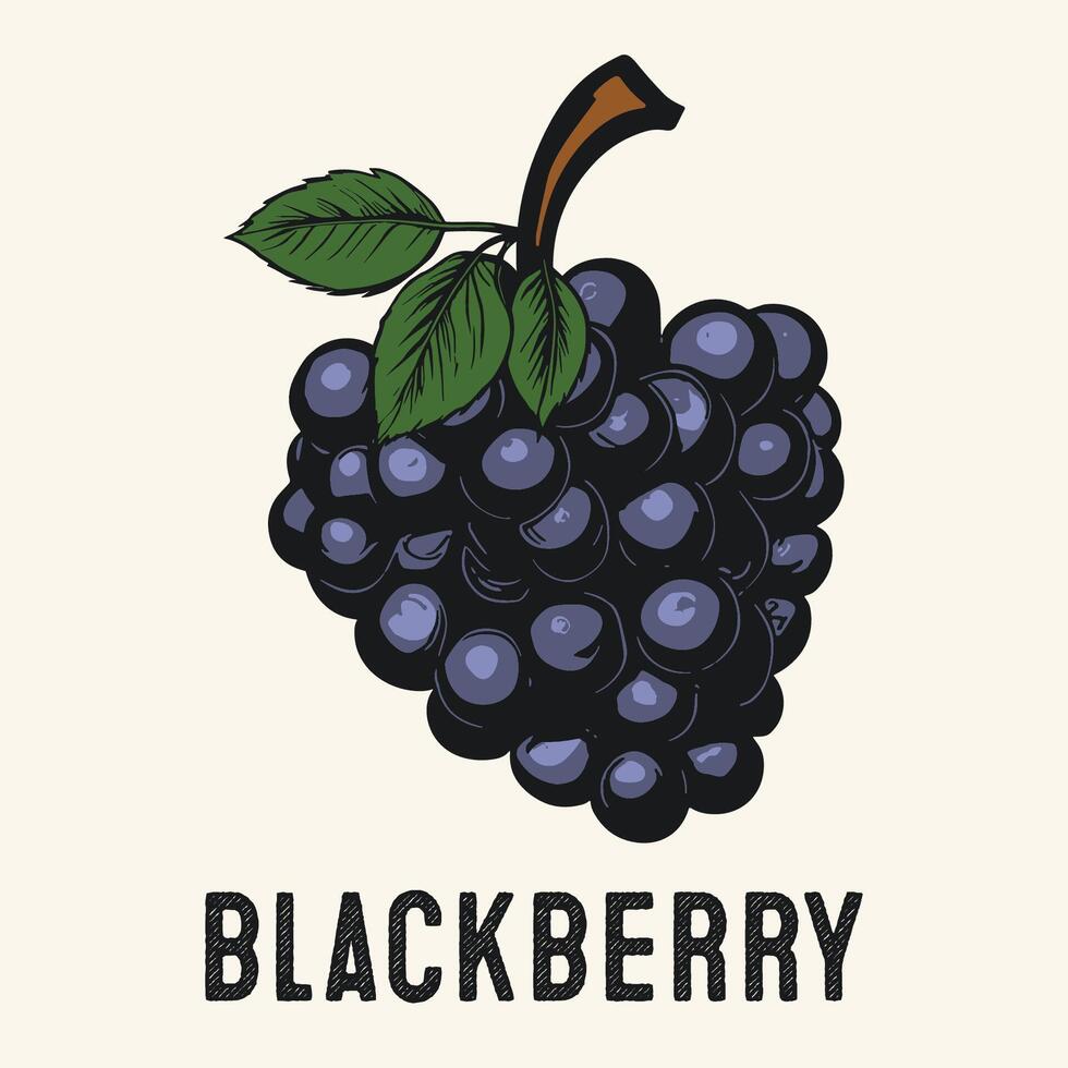 Engraved Blackberry Fruits Vintage Hand drawn vector