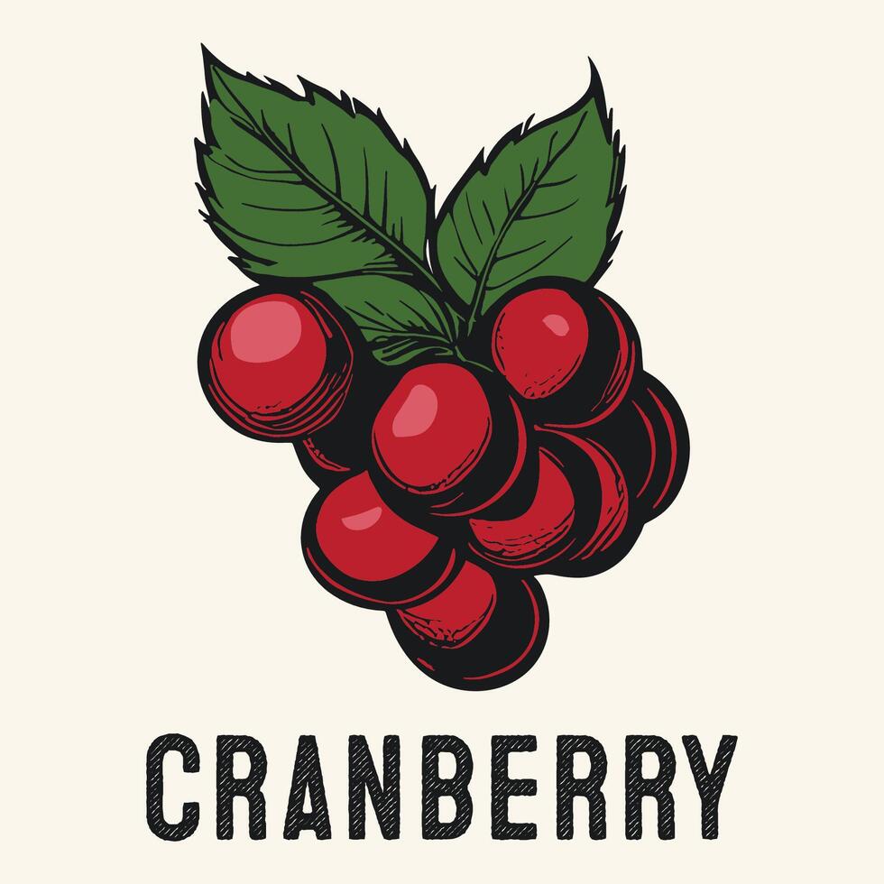 Engraved Cranberry Fruits Vintage Hand drawn vector