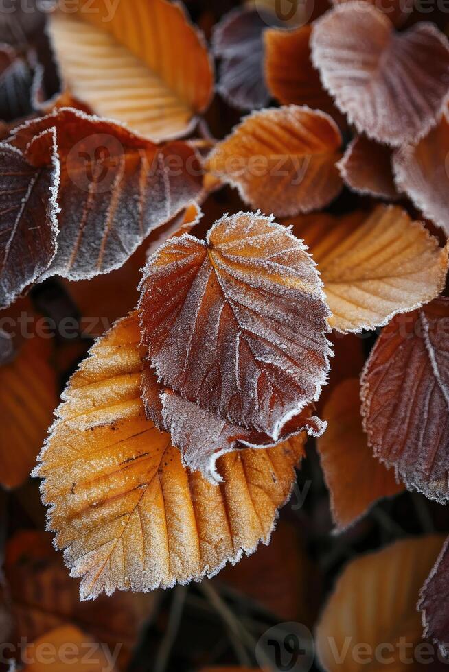 AI generated Orange beech leaves covered with frost in late fall or early winter. photo