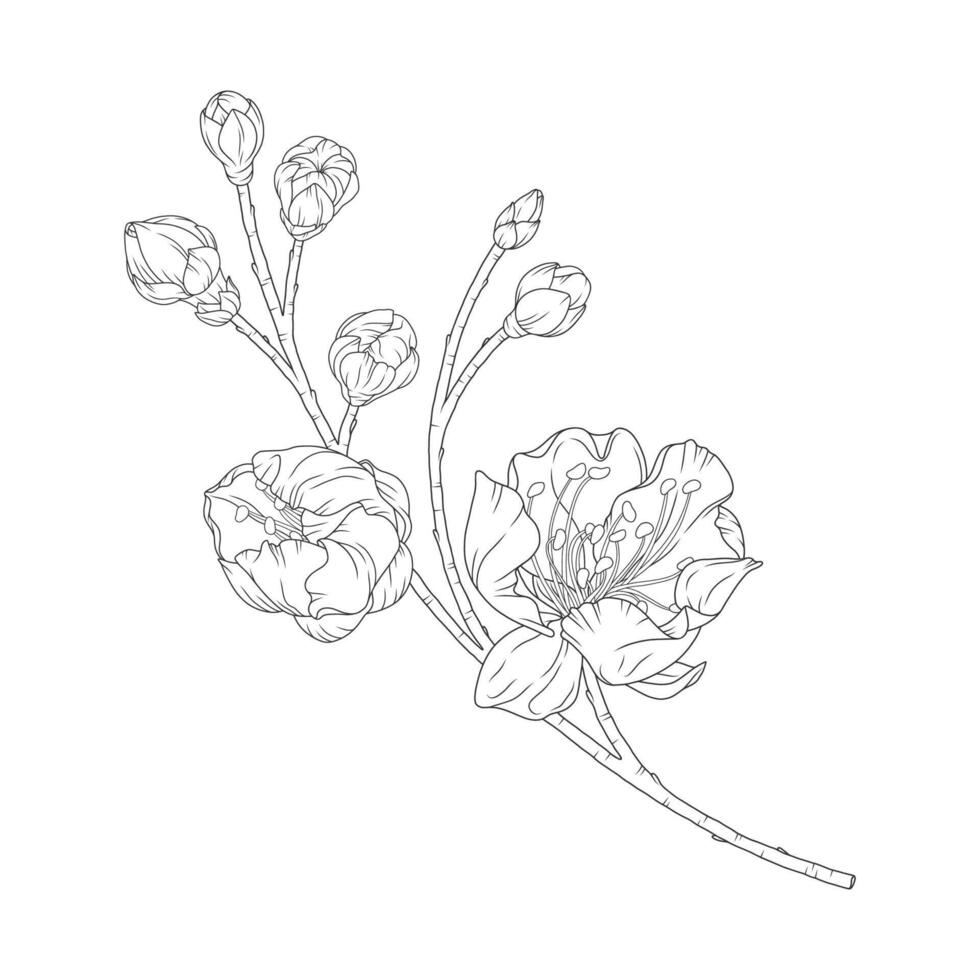 Apricot branch with blossom flowers and buds vector