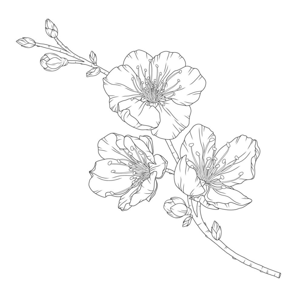 Apricot branch with blossom flowers and buds vector
