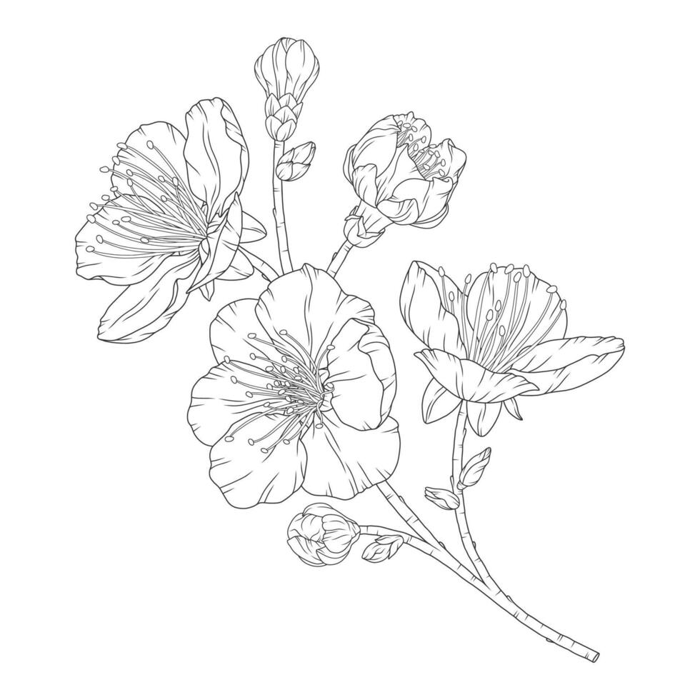 albaricoque rama con florecer flores y brotes vector