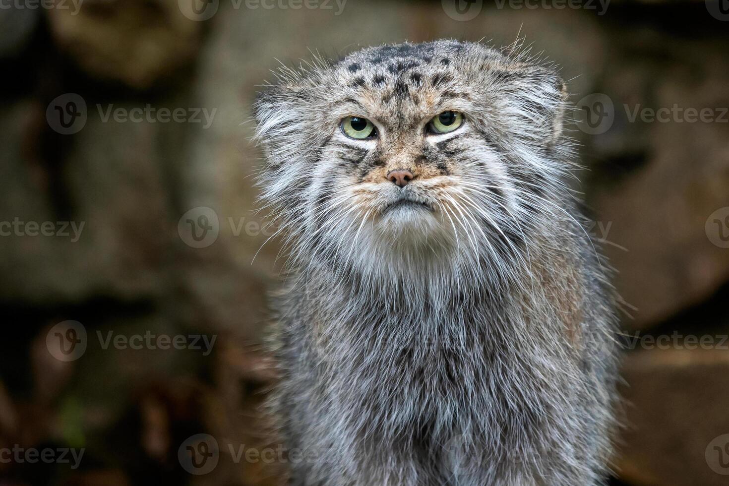 Manul or Pallas's cat, Otocolobus manul, cute wild cat from Asia. photo