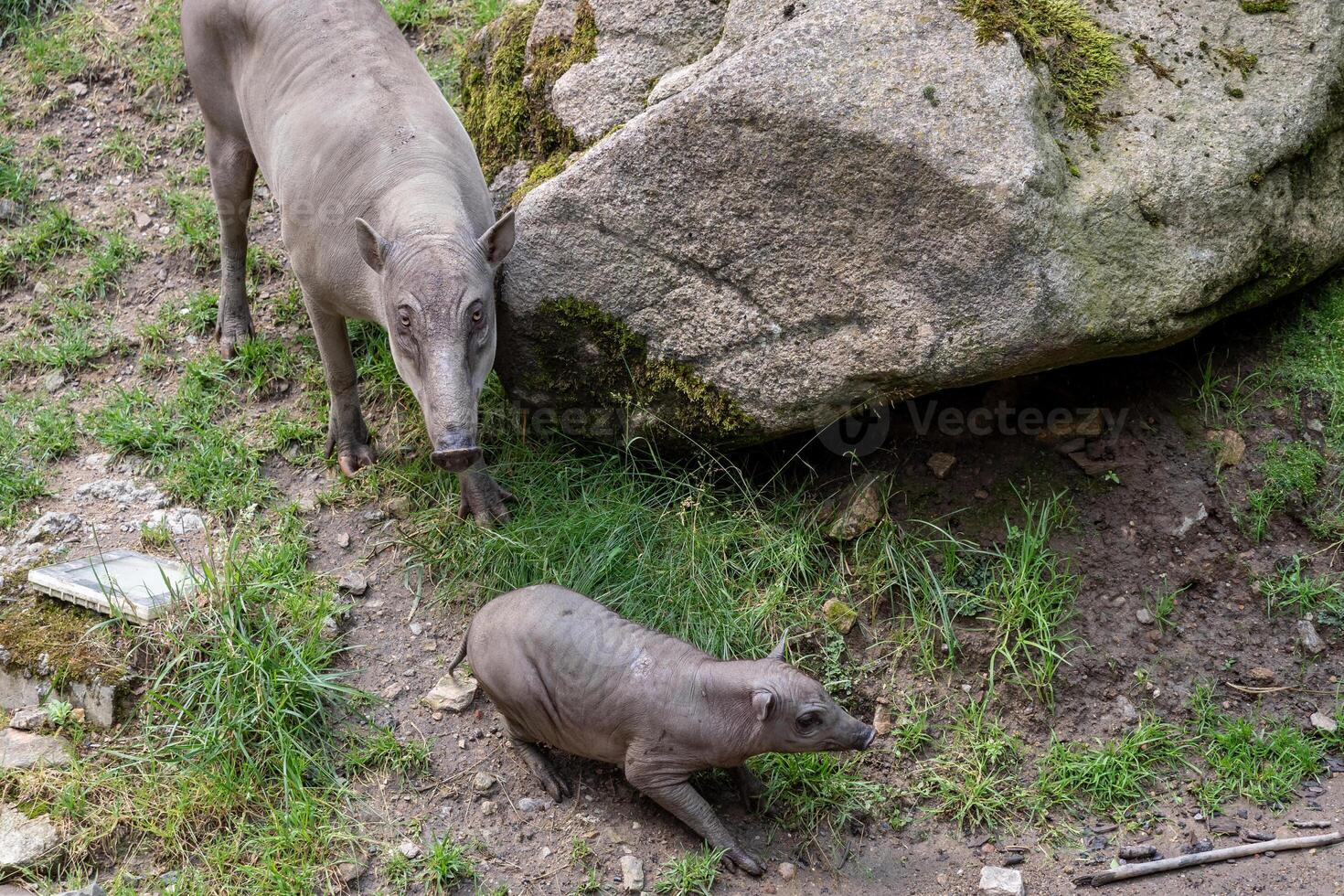 babirusa celebes en peligro de extinción animal especies. hembra buru bairusa y joven cerdito foto