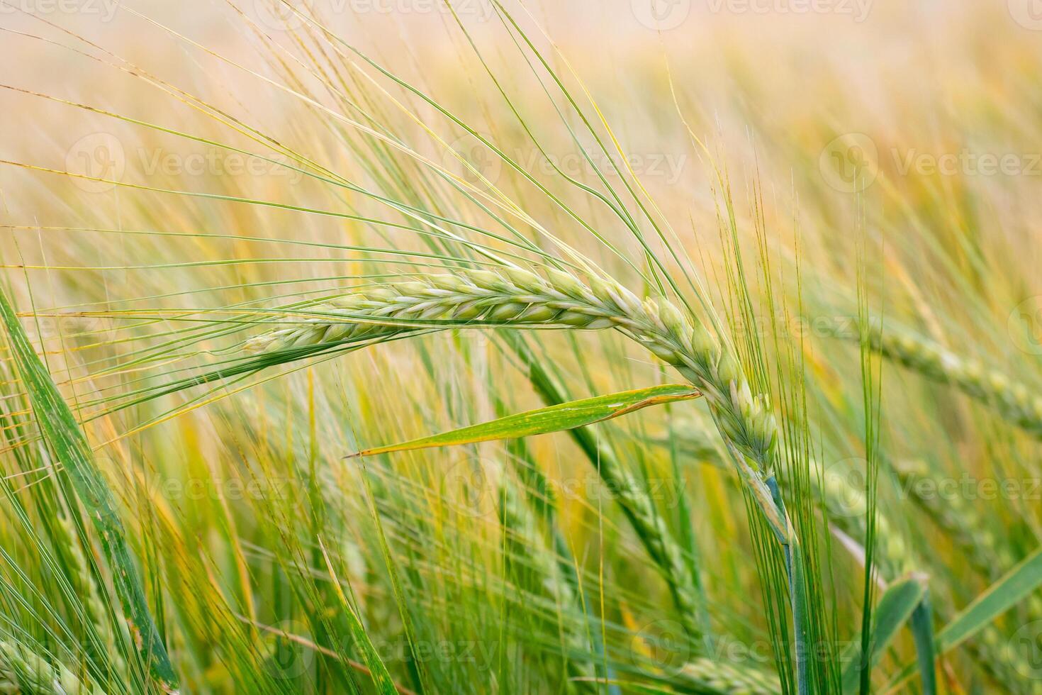 Wheat field. Green ears of wheat on the field. Background of ripening ears of meadow wheat field. Rich harvest Concept photo