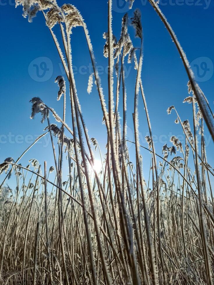 A snow covered frozen lake with icy reeds in the sunshine in the very north of Germany. photo