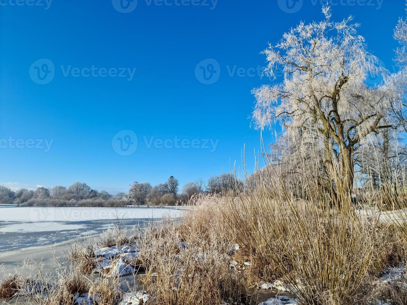 A snow covered frozen lake with icy reeds in the sunshine in the very north of Germany. photo