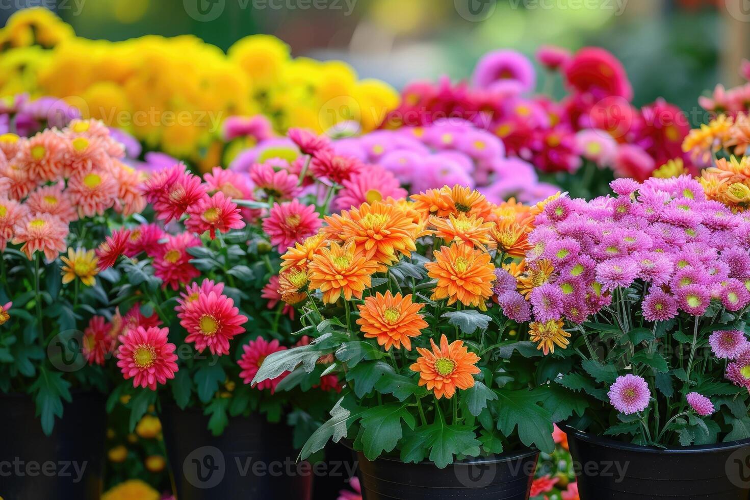AI generated Chrysanthemums in pots. Bouquets for graves. photo